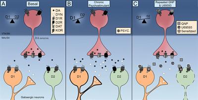 Crosstalk Between Kappa Opioid and Dopamine Systems in Compulsive Behaviors